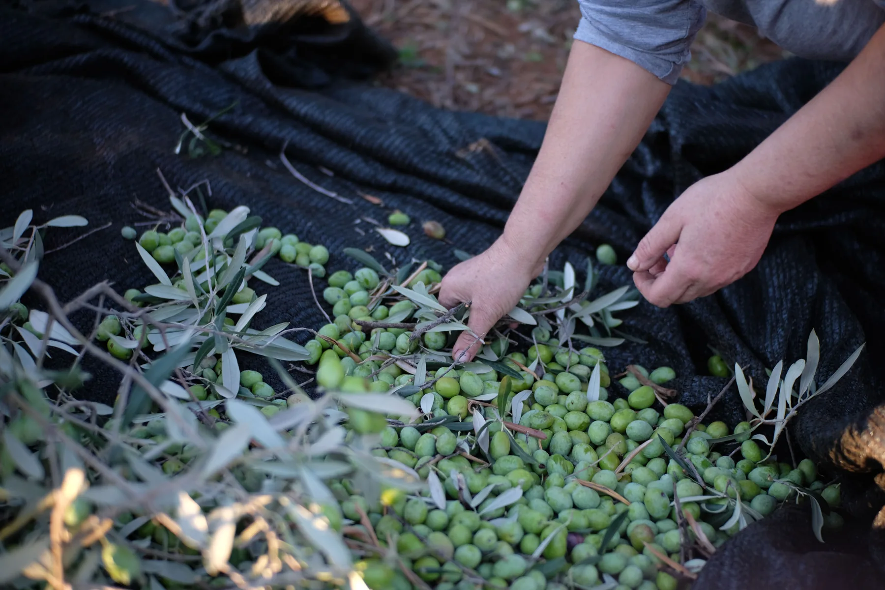 Olives récoltées sur filet dans un jardin