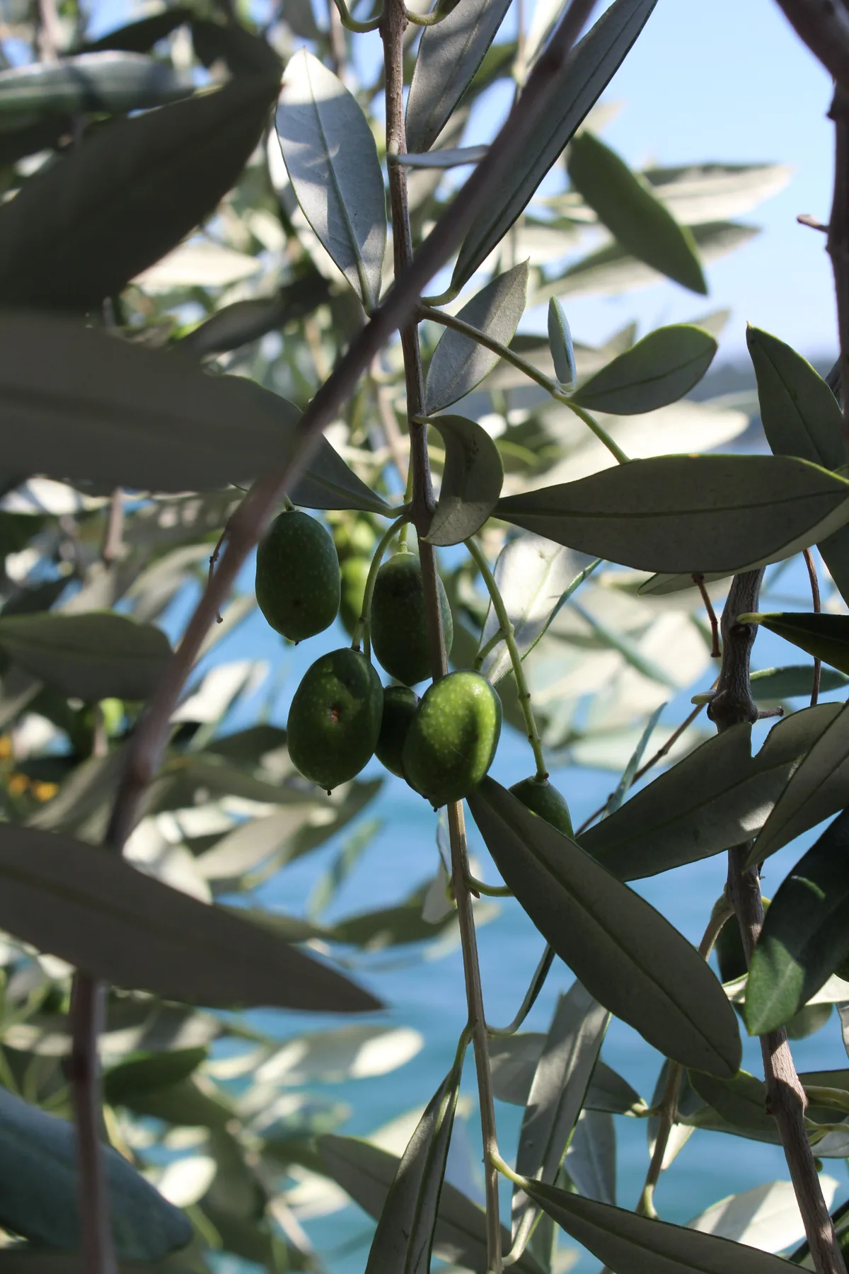 Olives sur branche avant récolte